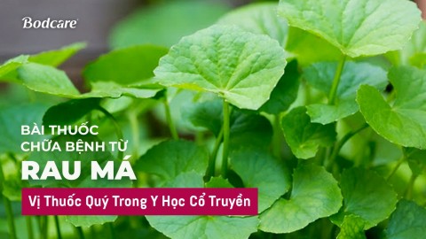 Bài Thuốc Chữa Bệnh Từ Rau Má: Vị Thuốc Quý Trong Y Học Cổ Truyền