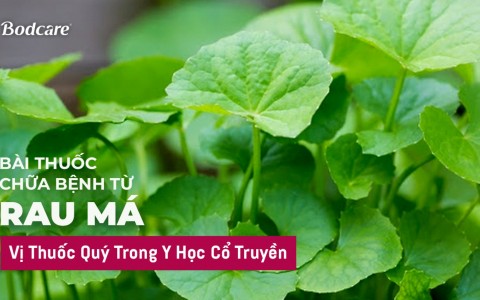 Bài Thuốc Chữa Bệnh Từ Rau Má: Vị Thuốc Quý Trong Y Học Cổ Truyền