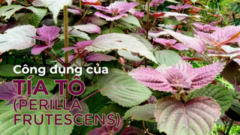 Công dụng của Tía tô