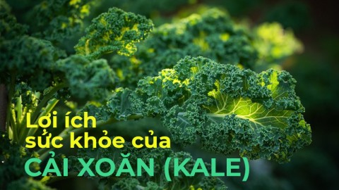 Lợi ích sức khỏe của cải xoăn (Kale)