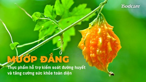 Mướp đắng – Thực phẩm hỗ trợ kiểm soát đường huyết và tăng cường sức khỏe toàn diện