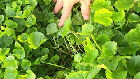 Rau Má – Vị thuốc quý từ thiên nhiên