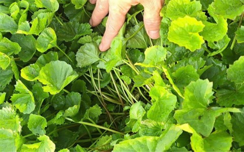 Rau Má – Vị thuốc quý từ thiên nhiên