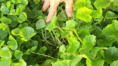 Rau má – “Thần dược" từ thiên nhiên cho sức khỏe làn da